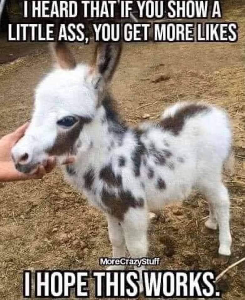 Little Ass.jpeg