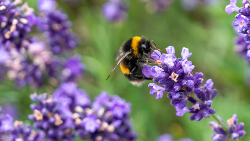 bees-flowers-840x473.jpg