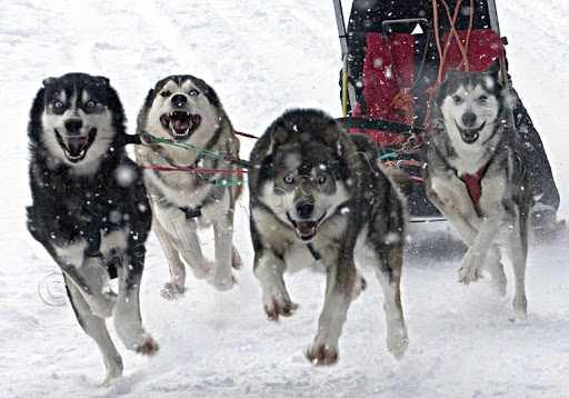 huskies.jpg