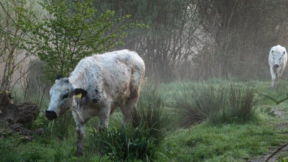 Sexy cow.jpg