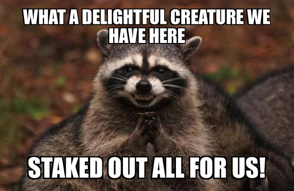 Racoons.jpg