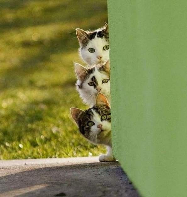 Cats Scouts.jpg